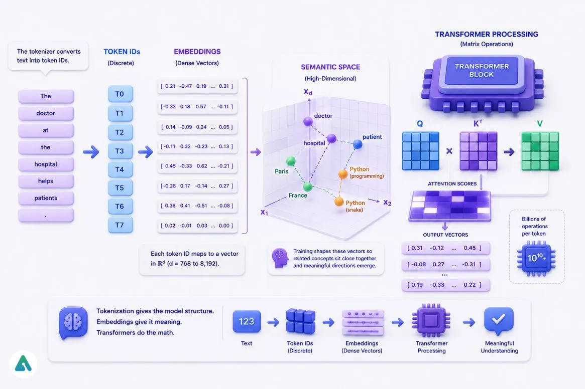 How Token IDs Become Vectors